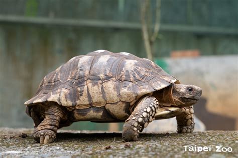 龜蛇|臺北市立動物園